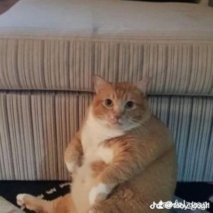 bob profile picture