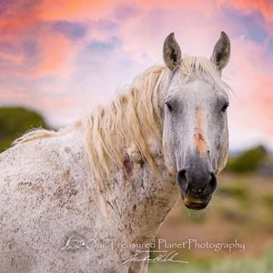 KeepWildHorsesFree profile picture