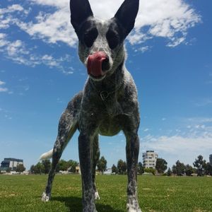 pigsy2016 profile picture