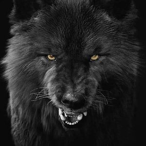 Lone WolF profile picture