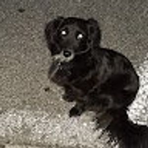 Luto profile picture