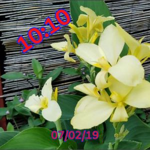 Yellow Flower 01 by MJS Designs