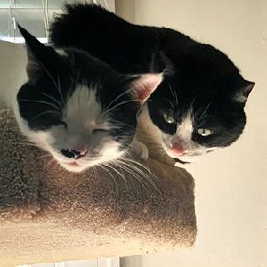 Jrosy profile picture