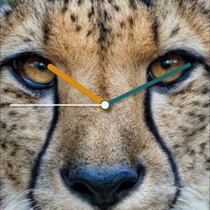 Cheetah by Only time will tell