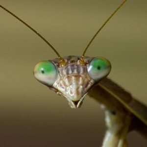 Mantis profile picture