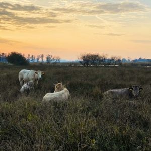 Gijs-Jan profile picture