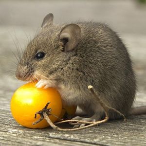 muis profile picture