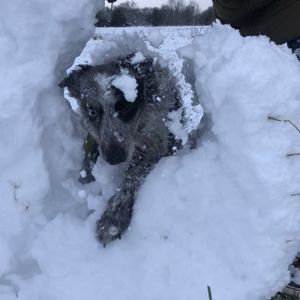 Roodiddy profile picture