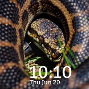 Snake by Bec