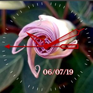 Moon Flower Spiral 1 by MJS Designs
