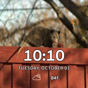 Possum On Fence 1 by MJS Designs