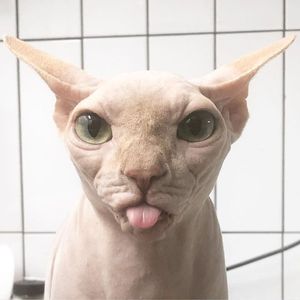 Dvorkin profile picture