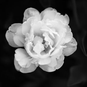 Jewel profile picture