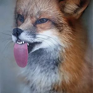 foxdivia profile picture