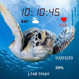 Sea Turtle by Marv