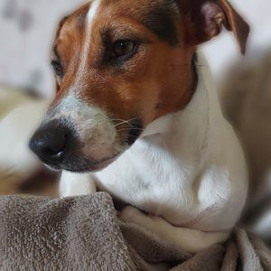 megher profile picture