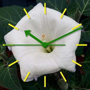 Moon Flower Bloom 2 by MJS Designs