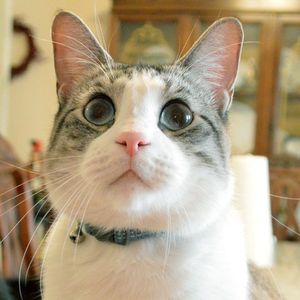 sammich profile picture
