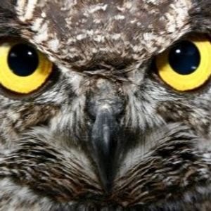 Hibou profile picture
