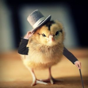 Chickenegg01 profile picture