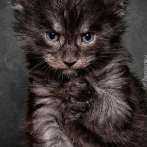 Kitty profile picture