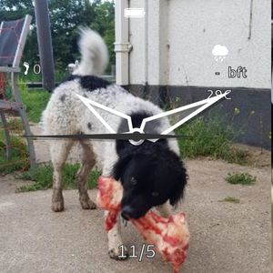 Dieren per uur (personal ed.) by muis
