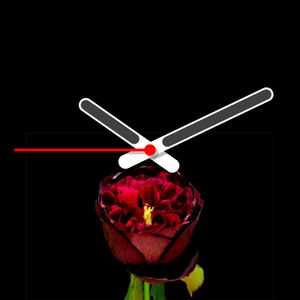 Blooming rose by Ariel