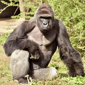 Riselin profile picture