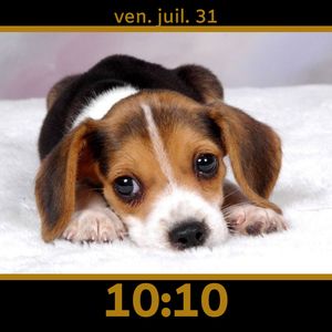 Puppy dog pet puppies cute by Angel