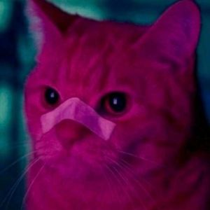 Ryan Meowsling profile picture
