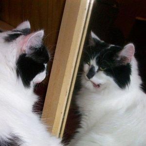 Ronda profile picture