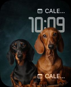 Dachshund: True friend by Carmen