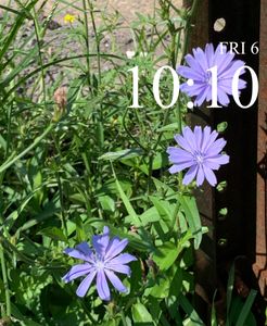 Chickory by Lisa Cole