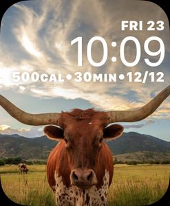 Texas longhorn by Alisha