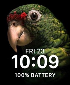 Puerto Rico: Parrot by Carmen