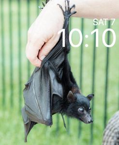 hanging bat by Tuskle