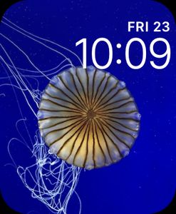 Jellyfish by FlamingHawk