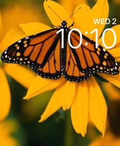 Monarch by TiBorg