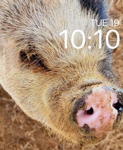 Pig Apple by Ro L