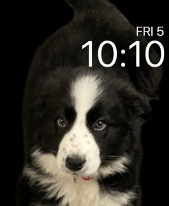 Shay the Puppy by Gennaro