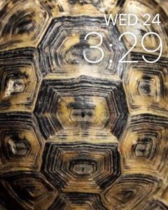 Shell-You-Later by Christopher