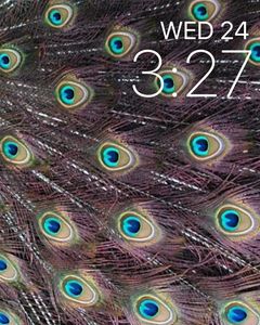 Peacock Eyes by Christopher