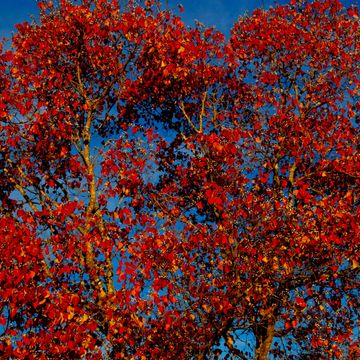 Deep Red Autumn Leaves by MJS Designs