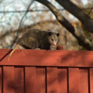 Possum On Fence 1 by MJS Designs