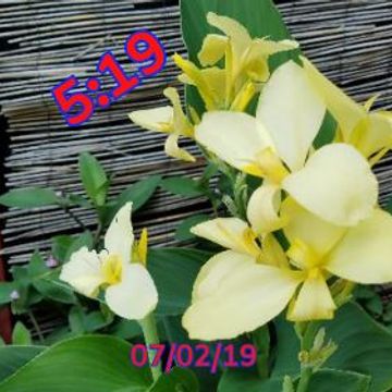 Yellow Flower 01 by MJS Designs