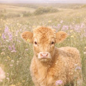 🪻🐮Baby Coo🐮🪻 by Turtle_Angel
