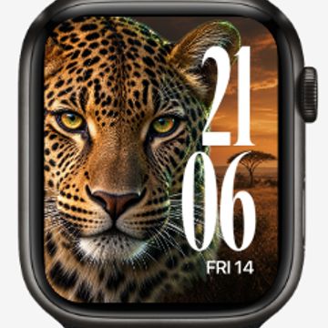Big Cats by PMC Labs Studio