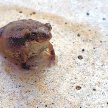 Frog 01 by MJS Designs
