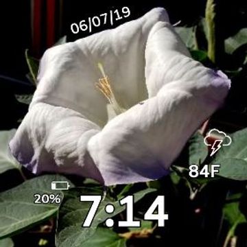 Moon Flower Bloom 1 by MJS Designs