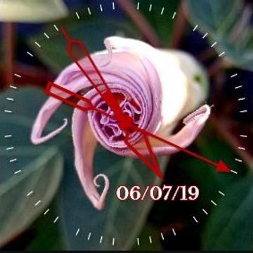 Moon Flower Spiral 1 by MJS Designs